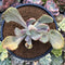 Pachyveria 'Jocelyns Joy' Variegated 3" Succulent Plant
