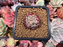 Echeveria 'Sarahime' 1/2" Small Seedling Succulent Plant