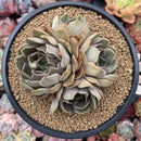 Echeveria 'Kisses' Cluster 4"-5" Succulent Plant