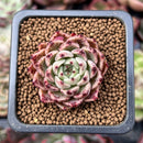 Echeveria 'Primavera' 1" Freckled Succulent Plant