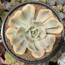 Echeveria Runyonii Variegated (Aka Echeveria 'Akaihosi' Variegated) 4"-5" Succulent Plant