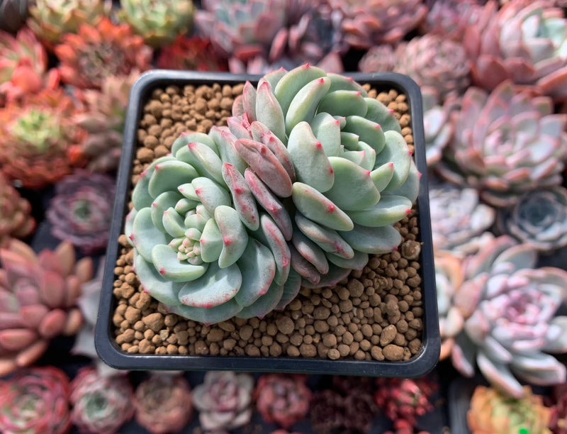 powdery succulent Echeveria 'Dawn' 3" Powdery Succulent Plant – True Succulents Plant Co