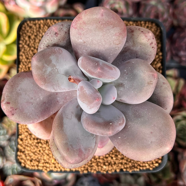 bracteosum succulent Pachyphytum 'Bracteosum' 3"-4" Chunky Succulent Plant – True Succulents Plant Co