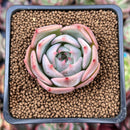 Echeveria 'Steel Heart' 1" Succulent Plant