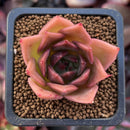 Echeveria Agavoides sp. 1" Succulent Plant