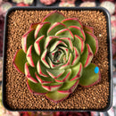 Echeveria 'Marshmallow' 3" Succulent Plant