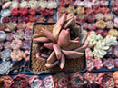 Echeveria 'White Champaign' 3" Cluster Succulent Plant