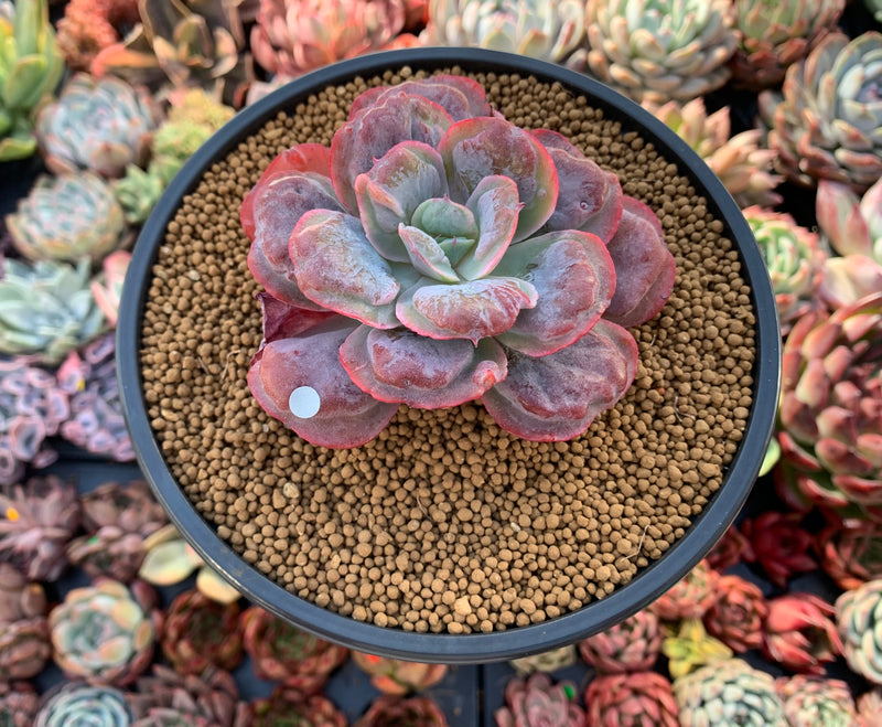Echeveria 'Hearts Delight' 3" Succulent Plant