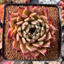 Echeveria Agavoides 'Sarabony' Super clone 3" Succulent Plant