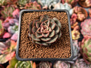 Echeveria 'Moranii' 1" Succulent Plant