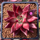 Echeveria Agavoides 'Fire Eagle' 2" New Hybrid Succulent Plant