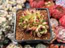 Echeveria 'Moonstone' 2" Cluster Succulent Plant