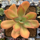 Echeveria 'Kinoa' 2"-3" Succulent Plant