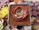 Echeveria 'Red Tan' 1" Succulent Plant