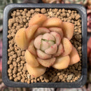 Echeveria Agavoides sp. 1" Succulent Plant