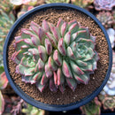 Echeveria 'Shakira' 4" Cluster Succulent Plant
