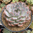 Echeveria 'Orange Monroe' 4" Succulent Plant