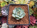 Echeveria 'Chihuahuaensis' Lightly Variegated 1" Succulent Plant