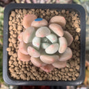 Echeveria 'Orange Sherbert' 1" Succulent Plant