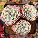 Echeveria 'Compton Carousel' 3" Cluster Succulent Plant