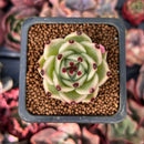 Echeveria Agavoides 'Blue Dragon' 1" Succulent Plant