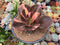 Echeveria 'Primadonna' Variegated Wide-Leaf Clone 5" Succulent Plant