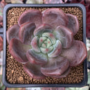 Echeveria 'Baekya' 2"-3" Succulent Plant