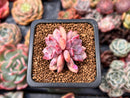 Echeveria 'Devolution' 1" Succulent Plant