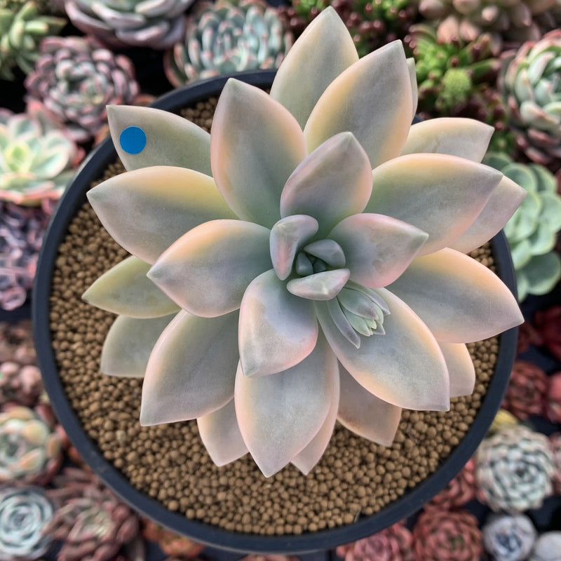 graptopetalum succulent Graptopetalum 'Paraguayensis Awayuki' Variegated 5" Large Succulent Pl – True Succulents Plant Co