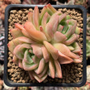 Echeveria Agavoides 'Snow Elian' 2"-3" Succulent Plant
