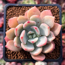 Echeveria sp. 1" Succulent Plant