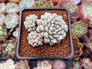 Echeveria 'Pearl Bean' 1" Cluster New Hybrid Powdery Succulent Plant