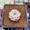 Echeveria 'Pink Spot' 1" Succulent Plant