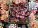 Echeveria 'Mina' 2" Succulent Plant