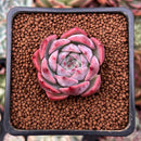 Echeveria 'Keralean' 1" Succulent Plant