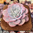 Echeveria 'Missing You' 4"-5" Large Succulent Plant