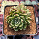Echeveria Agavoides 'Sarabony' 3" Cluster Succulent Plant