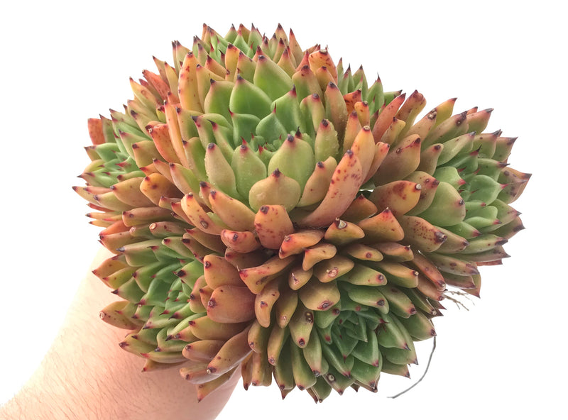 Echeveria Agavoides 'Black Tip' Large Cluster 8" Succulent Plant