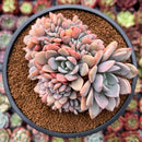 Graptoveria 'Debbie' Crested 4" Succulent Plant