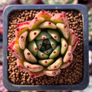 Echeveria Agavoides 'Mascarpone' 1" Succulent Plant