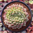 Echeveria Agavoides 'Siren' Crested 5" Succulent Plant