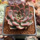 Echeveria 'Beauty Lily' 2" Air Magic Hybrid Succulent Plant
