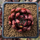 Echeveria Agavoides 'Helia' 2" Succulent Plant