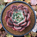 Echeveria 'Luna Solar' 3" Succulent Plant
