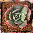 Echeveria 'Luella' Variegated 2" Succulent Plant