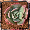 Echeveria 'Luella' Variegated 2" Succulent Plant
