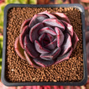 Echeveria 'Dark Chocolate' 2" Succulent Plant