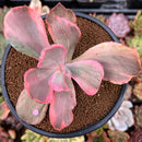 Echeveria 'Roselac' Variegated 2"-3" Succulent Plant