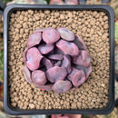 Echeveria 'Cupid' 2" Succulent Plant