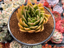 Echeveria Agavoides 'Miranda' 3"-4" Succulent Plant